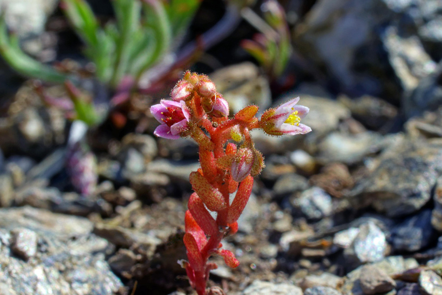 Sedum glandulosum / Borracina ghiandolosa